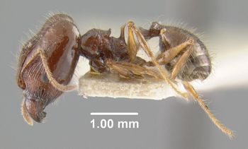 Media type: image;   Entomology 20775 Aspect: habitus lateral view